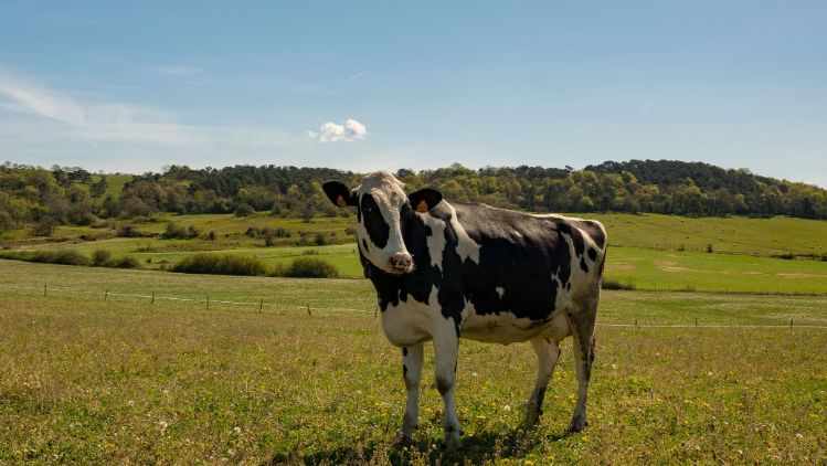 kaiku-conocemos-vaca