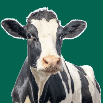 kaiku-sostenibilidad-vaca-verde